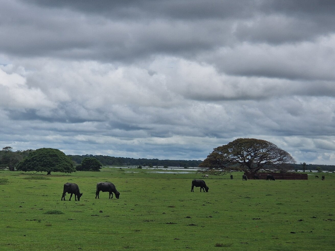 Bom Jesus Farm-Soure必去景点