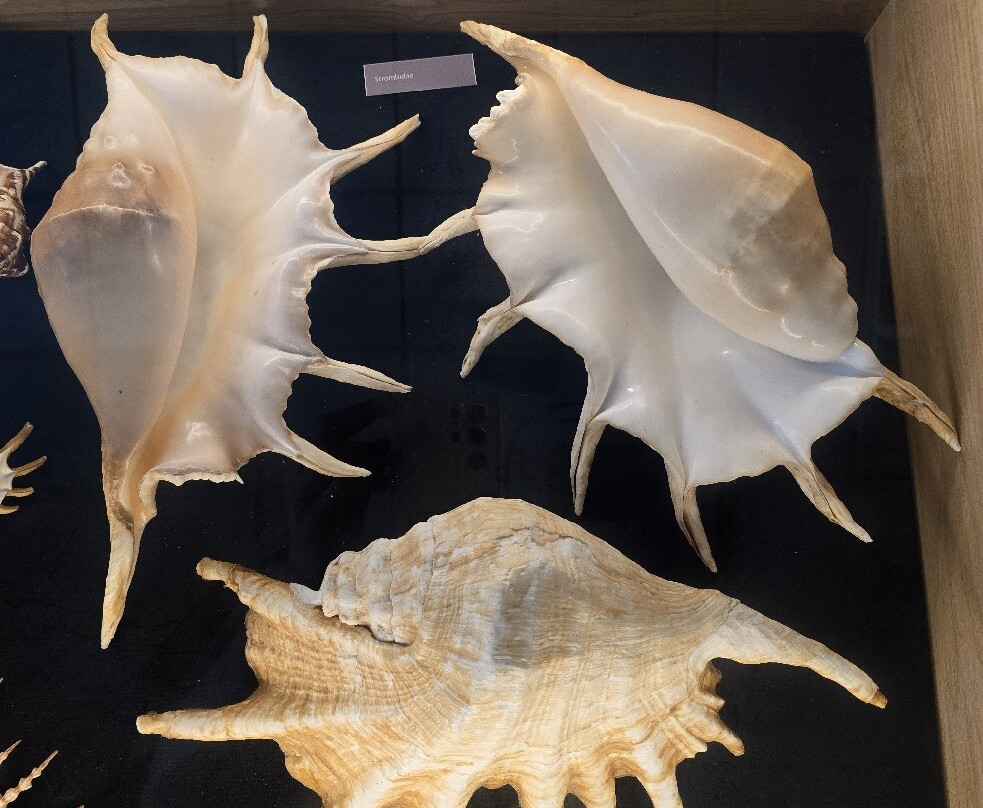 World Of Seashells-贝尔欧布莱必去景点
