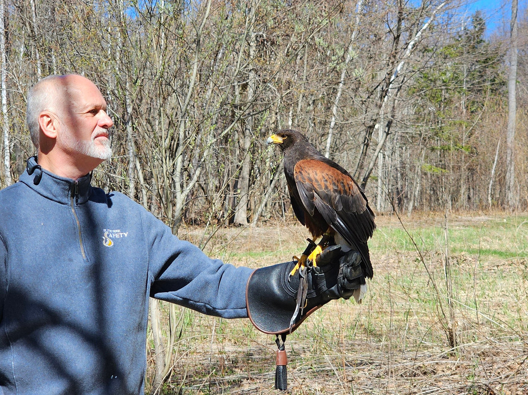 Monadnock Falconry-Temple必去景点