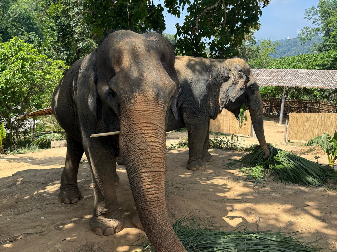 Hidden Forest Elephant Reserve-查龙必去景点