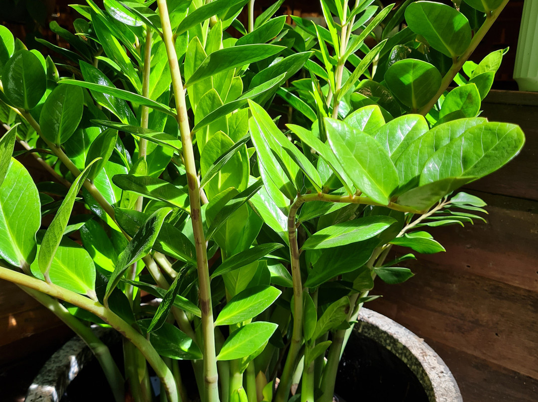 Bamboo Land Nursery & Parklands-Torbanlea必去景点