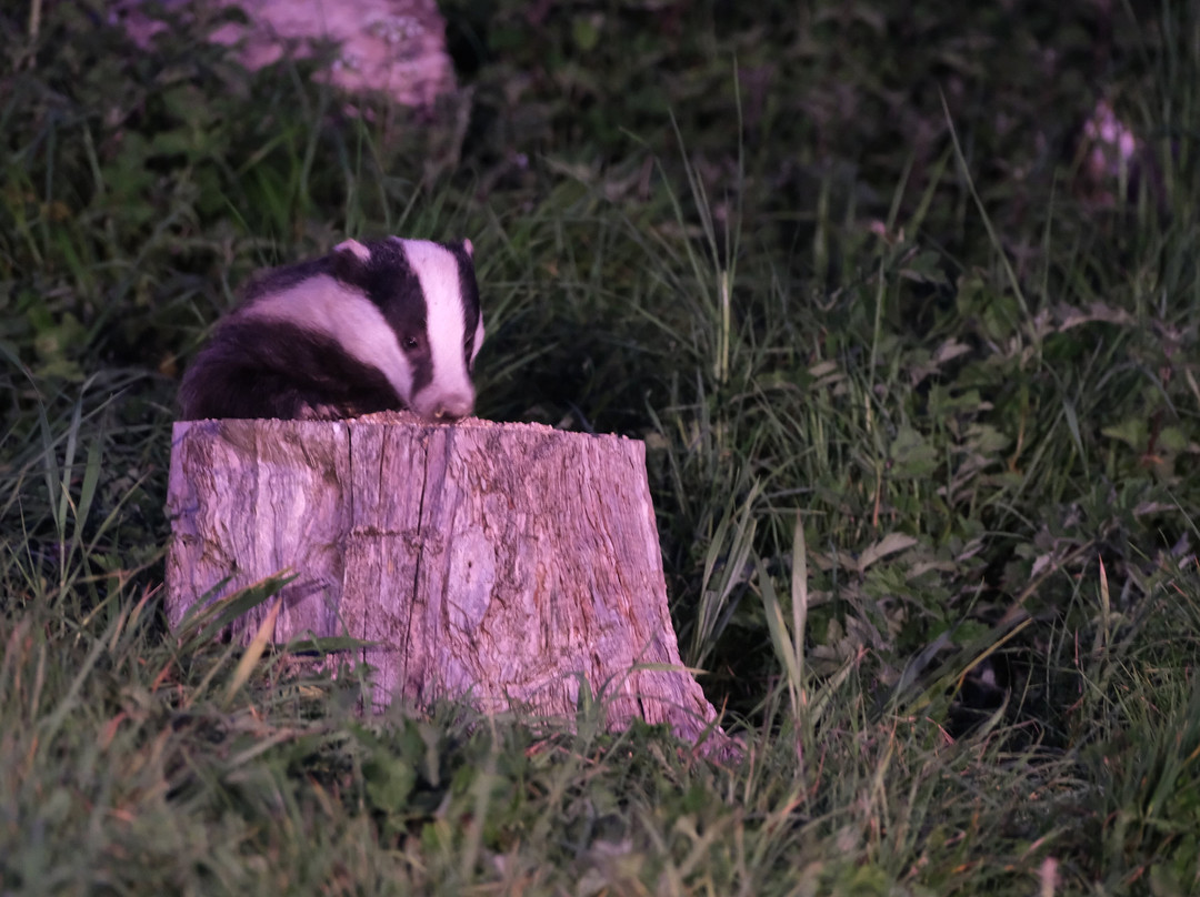Badger Watch Dorset-Buckland Newton必去景点