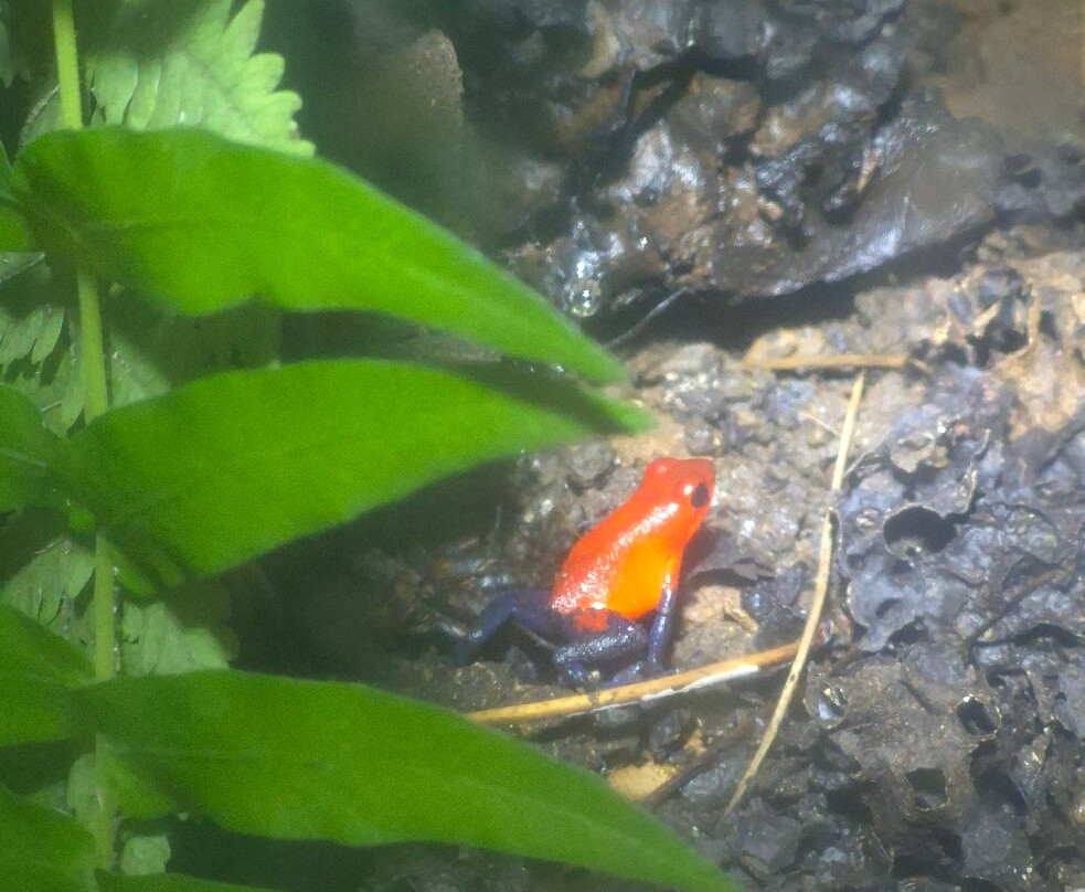 Ranario Monteverde Frog Pond-圣埃伦娜必去景点