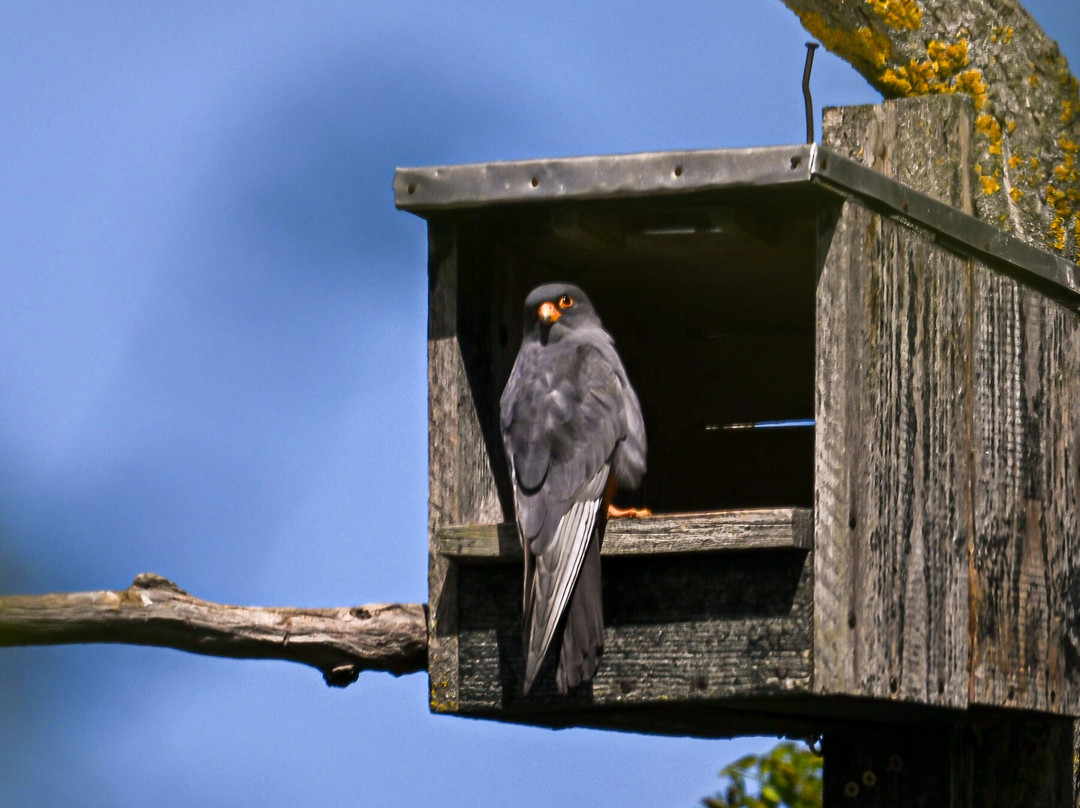 Wings of Hungary - birding and nature tours-凯奇凯梅特必去景点