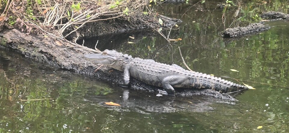 Island Girl Cruises-Homosassa Springs必去景点