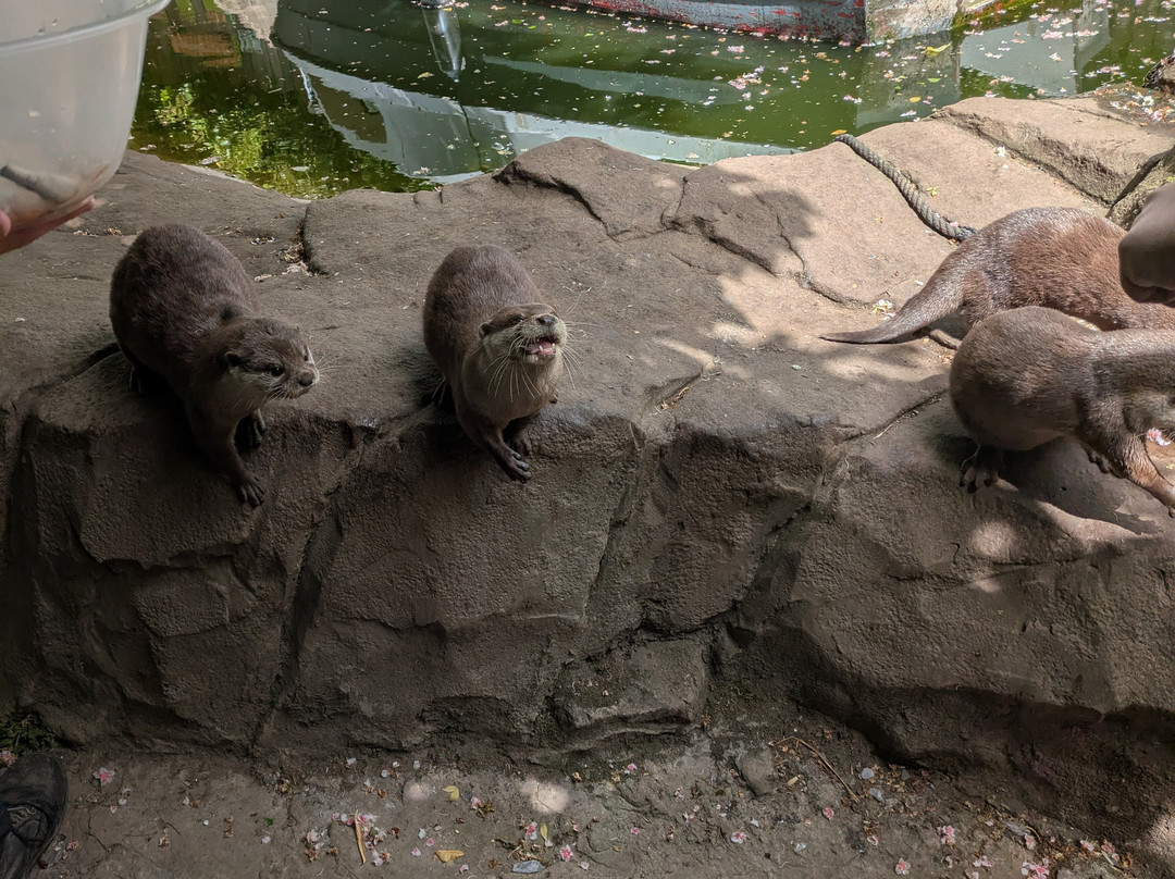 Exotic Zoo Wildlife Park + Natural History & Dino Museum-特尔福德必去景点