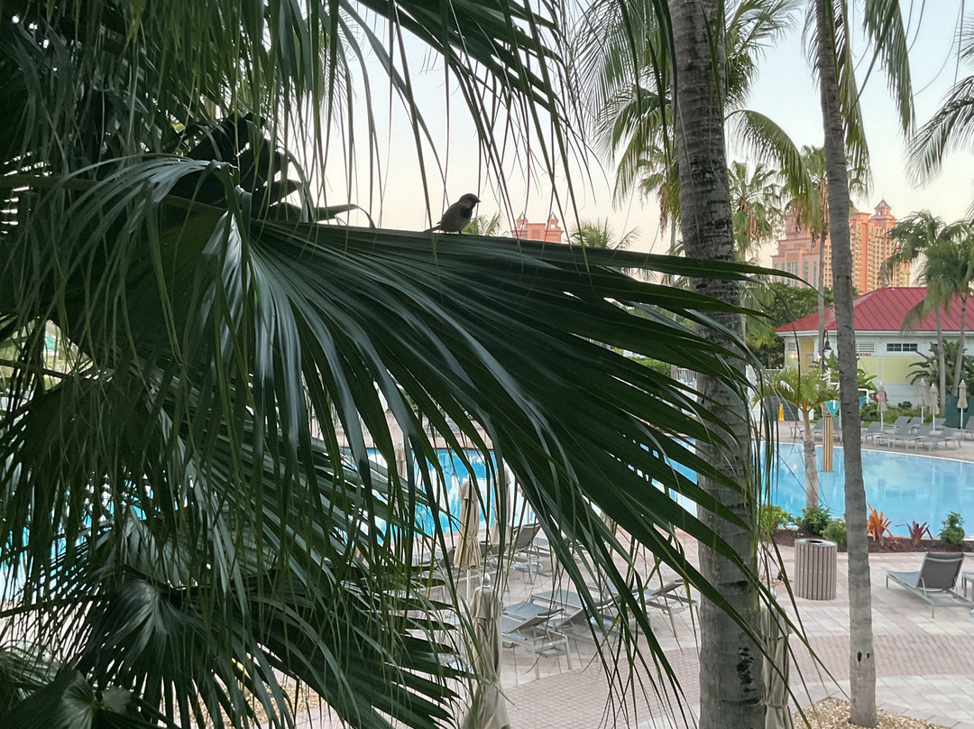 Atlantis的Harborside度假村和度假租赁主图