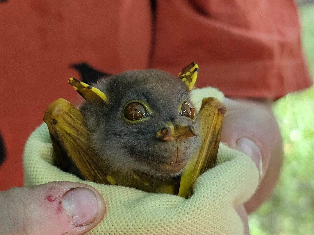 The Bat Hospital Visitor Centre- 阿瑟顿必去景点