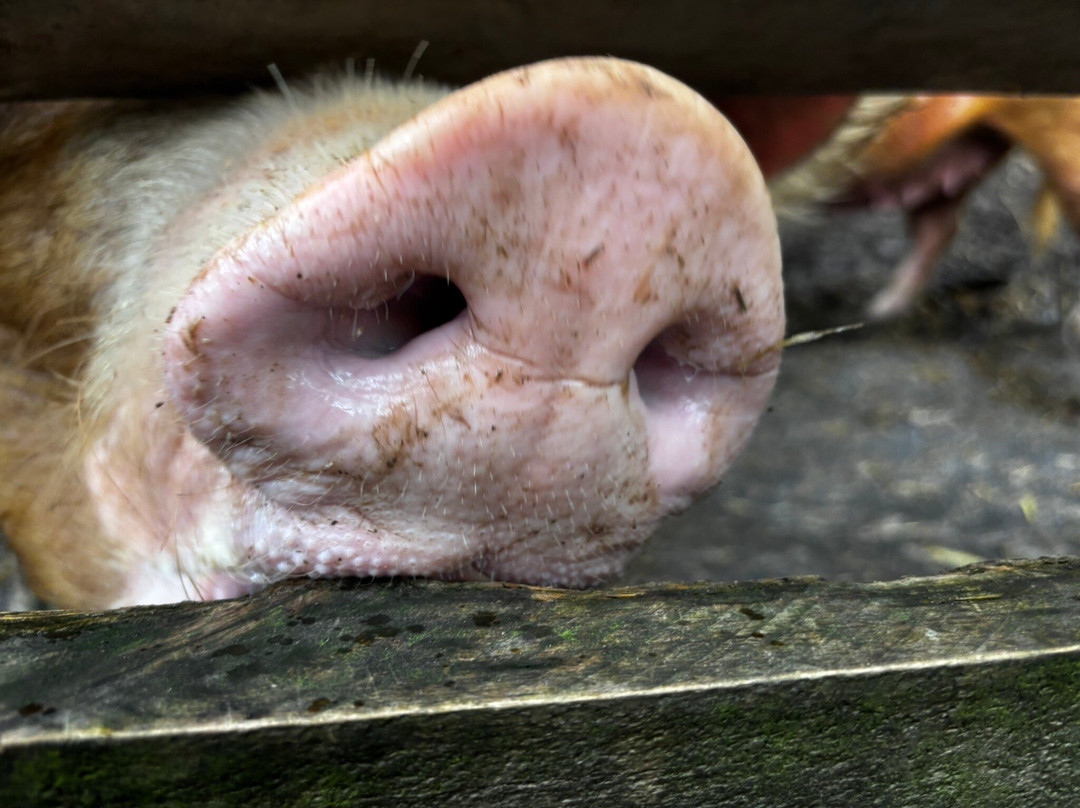 Pigs In The Wood-Huddersfield必去景点