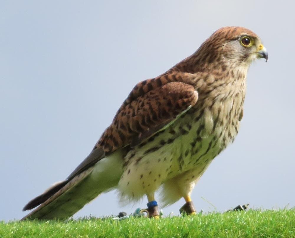 Eagle Heights Wildlife Foundation-Eynsford必去景点