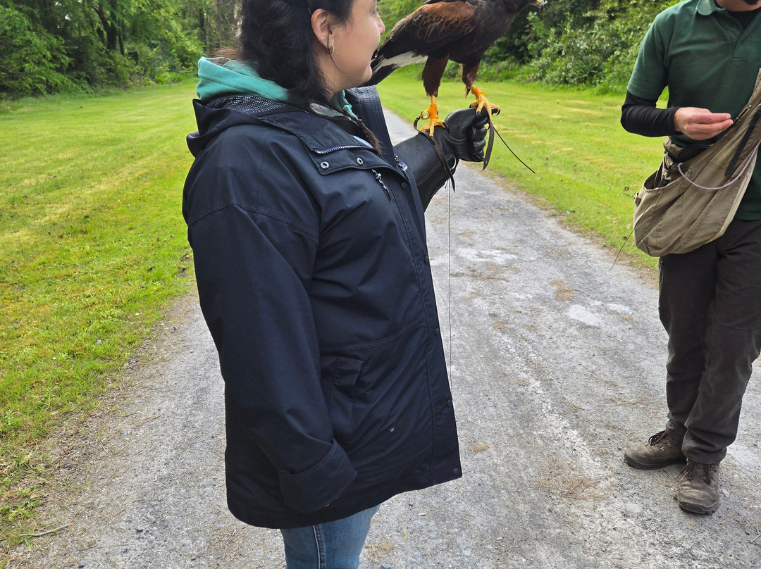 Ireland's School of Falconry-康镇必去景点