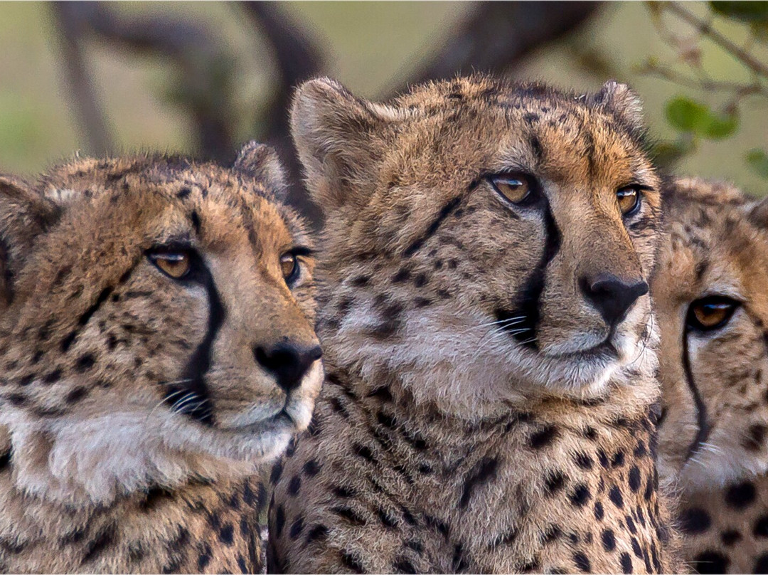Cheetah Experience (ZA Cheetah Conservation)-贝拉贝拉必去景点