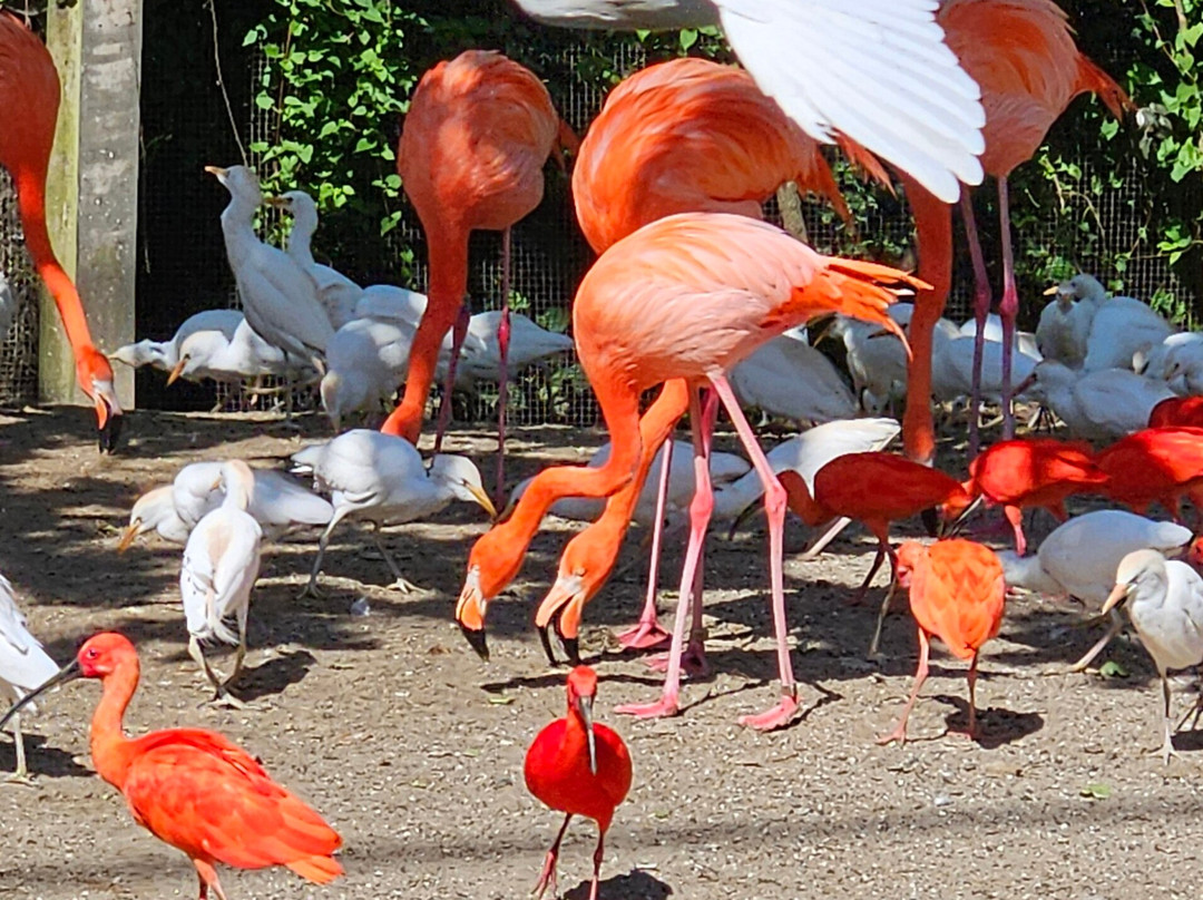 Pairi Daiza Resort主图