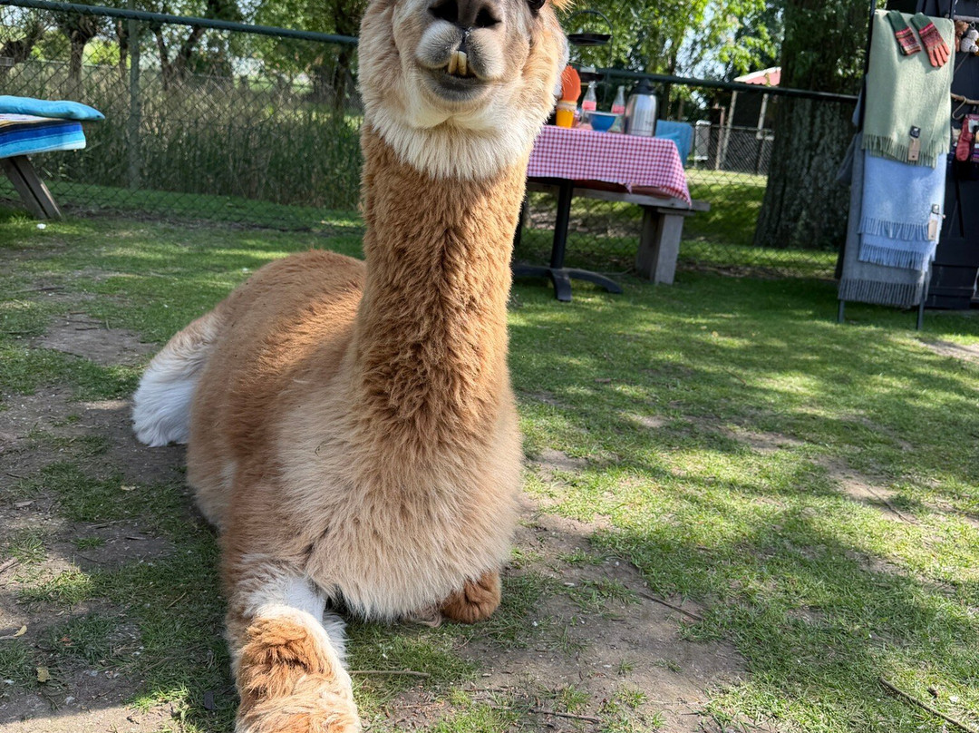 Alpaca Zeeland-Nieuwdorp必去景点