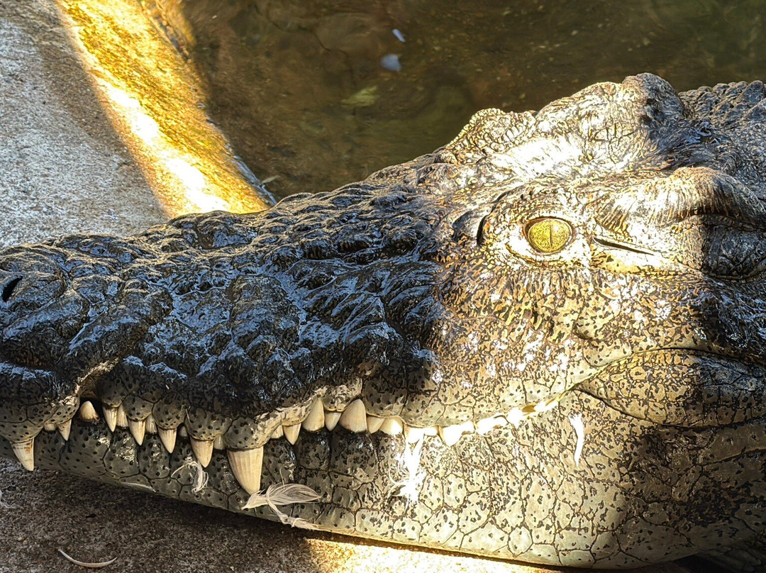 Chobe Crocodile Farm-卡萨尼必去景点