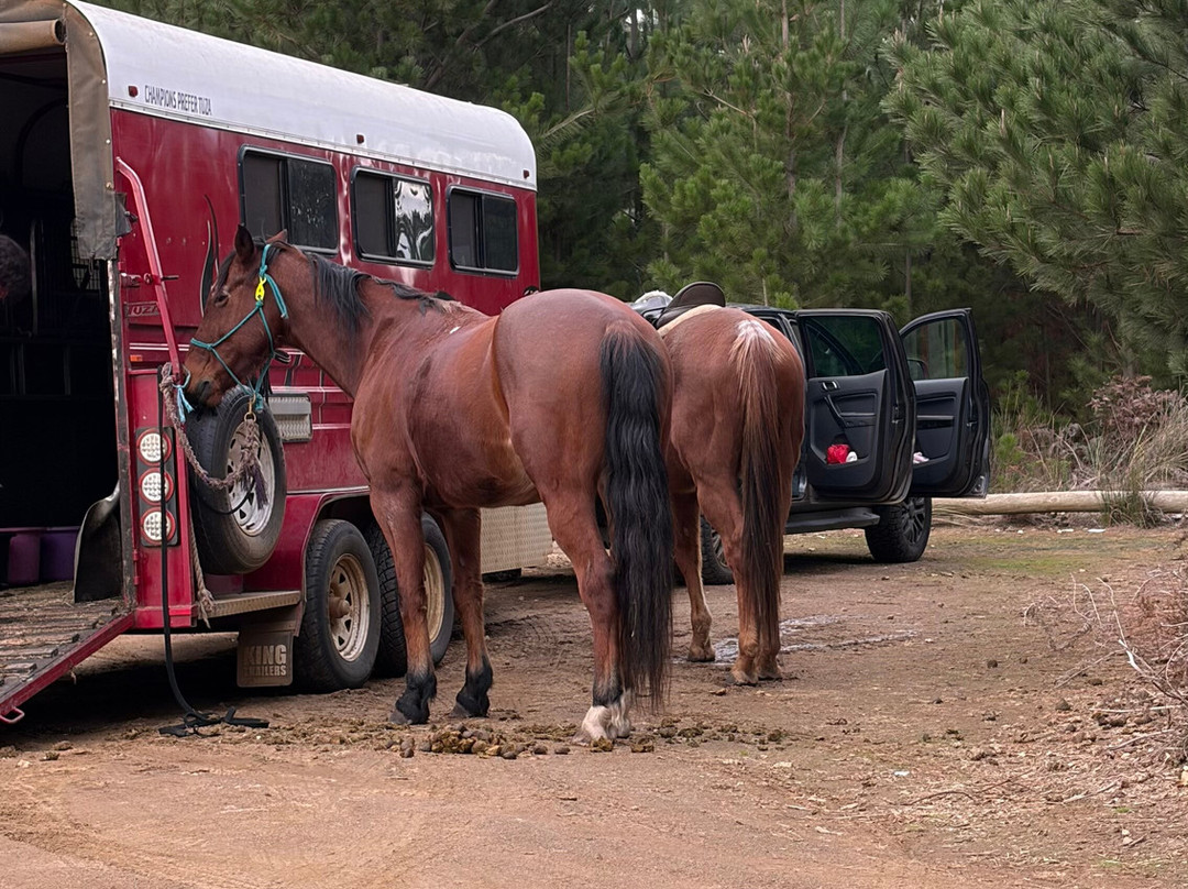 Horse Riding Tasmania-Woodsdale必去景点