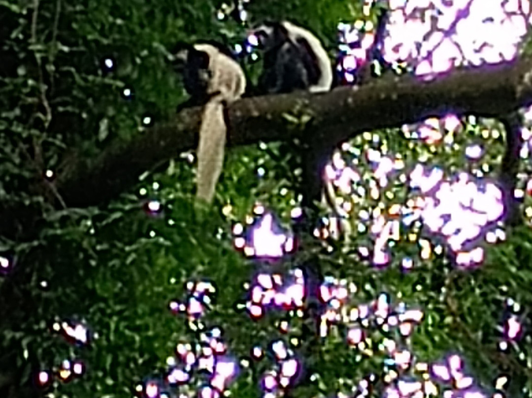 Rau Forest Reserve-莫西必去景点