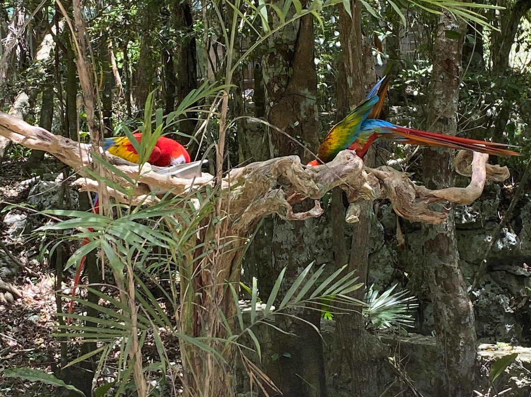Akumal Monkey Sanctuary & Rescued Animals-艾库玛尔必去景点