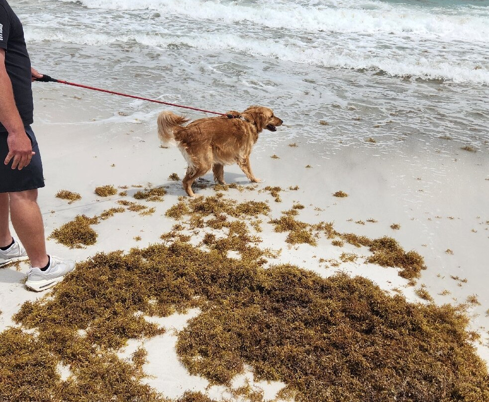 Pensacola Beach East Dog Park-彭萨科拉海滩必去景点