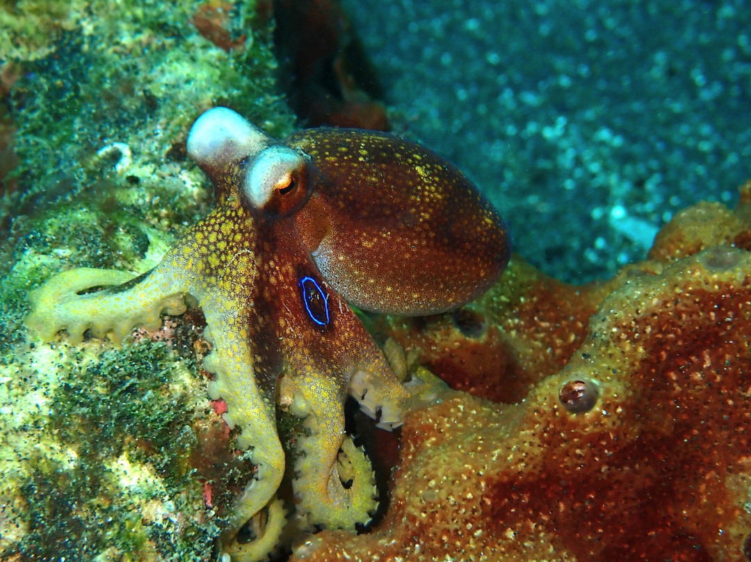 Thalassa Dive Resort Lembeh主图