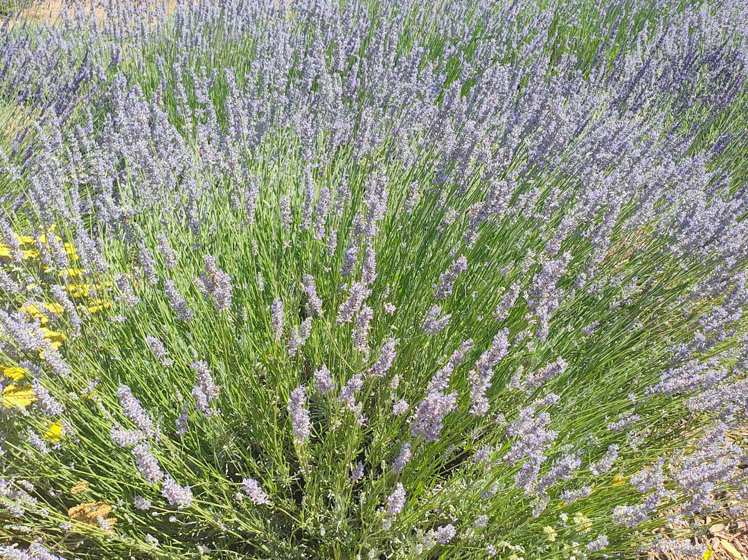 Hambly Lavender Farm-帕索罗布尔斯必去景点
