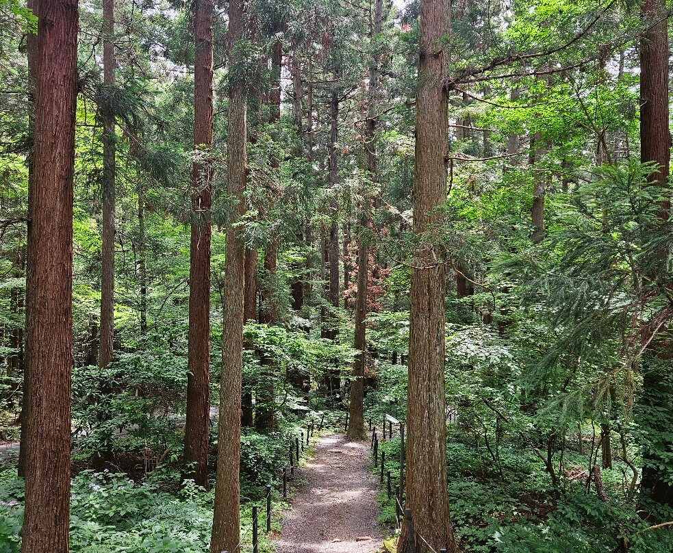 Yahikoyama Ropeway-弥彦村必去景点