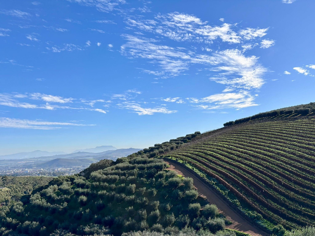 Tokara Wine Estate-斯泰伦博斯必去景点