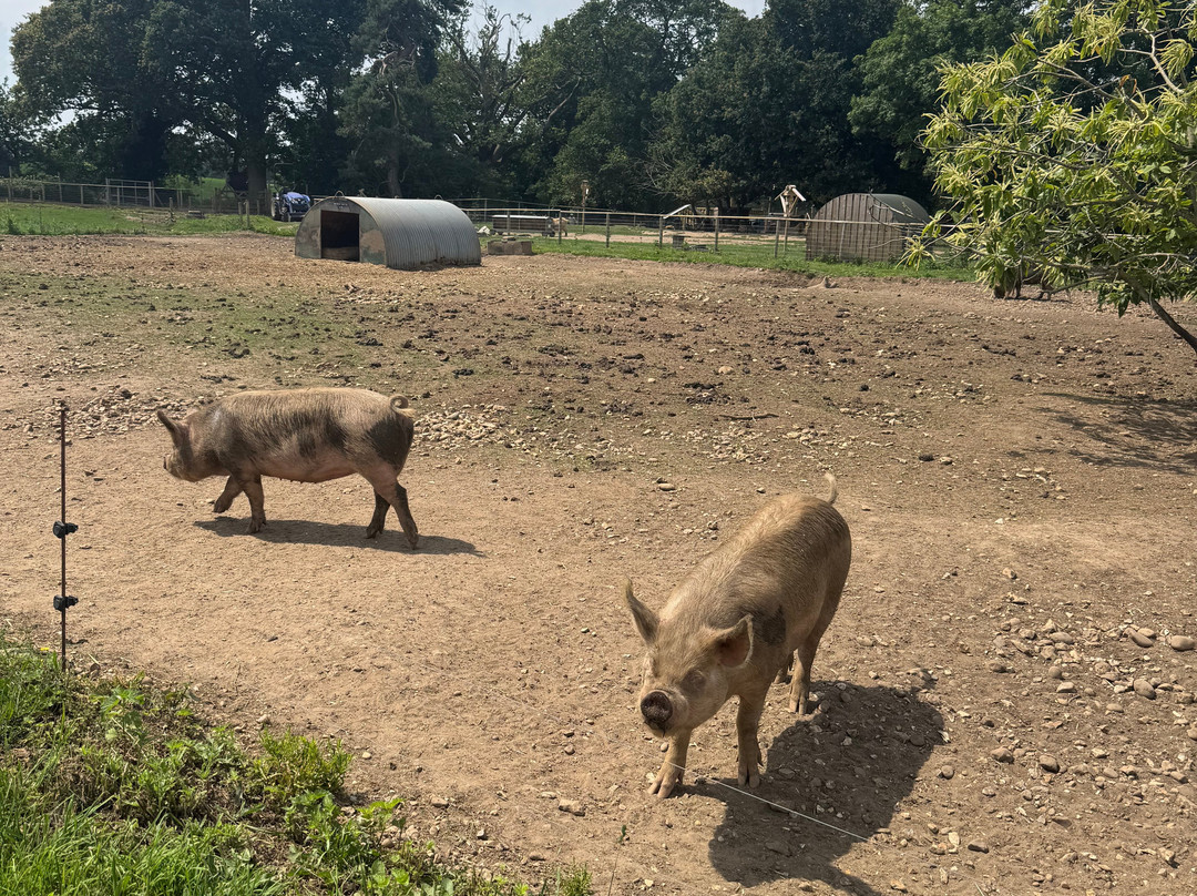 Jimmy's Farm & Wildlife Park-伊普斯威奇必去景点