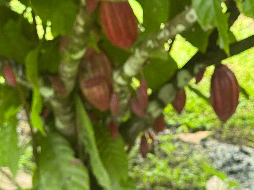 Cafe & Cacao Tour Bijagua-Bijagua de Upala必去景点