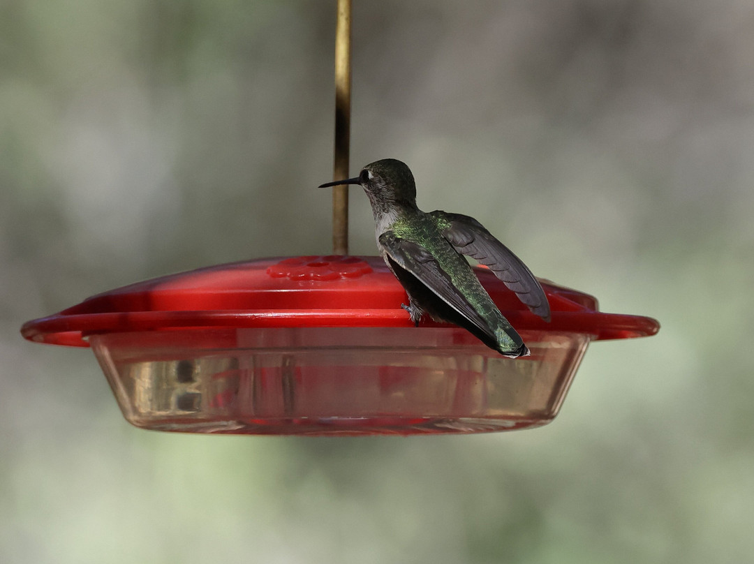 Ramsey Canyon Cabins & Bird Sanctuary主图