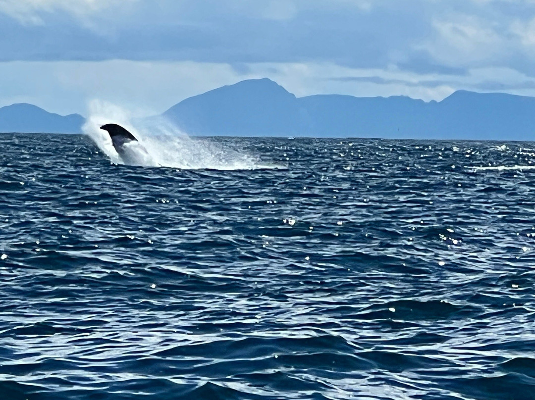 Whale2Sea-Andenes必去景点