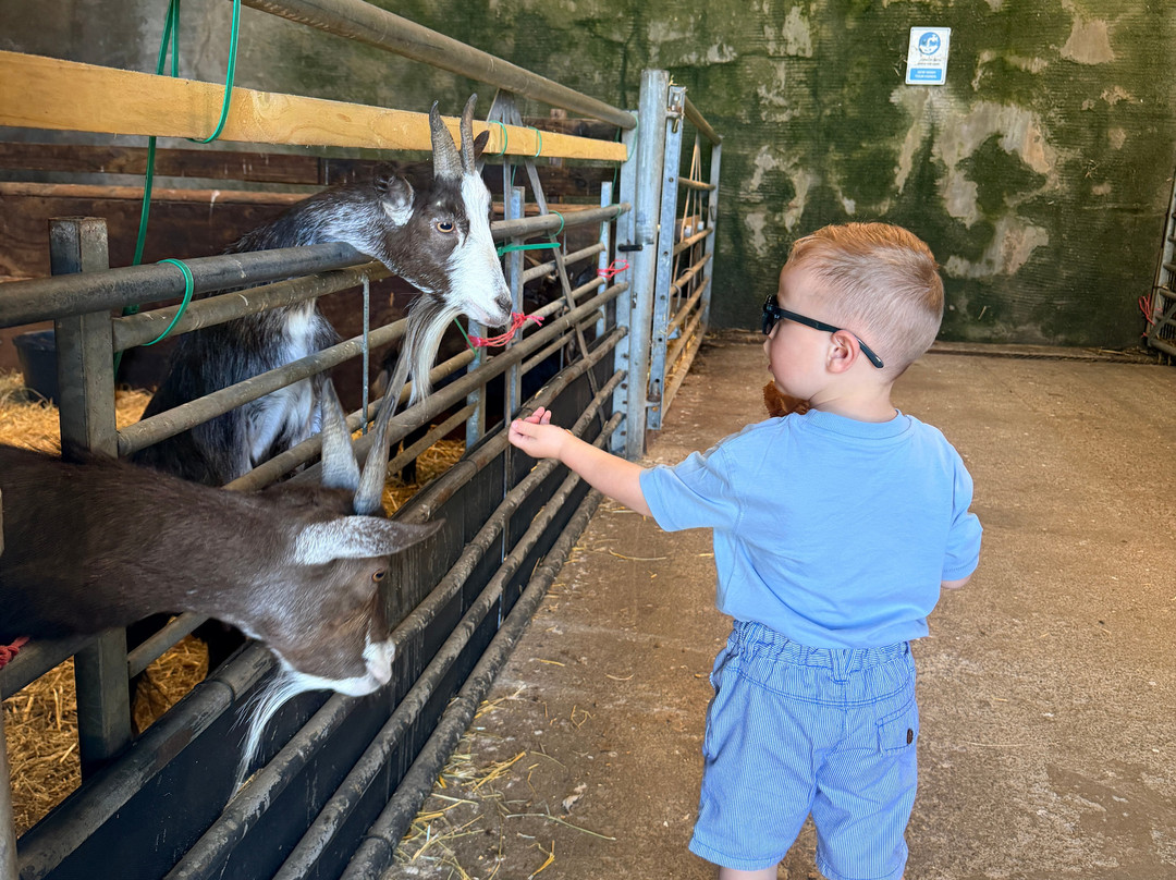 Children's Farm Park-Harlech必去景点