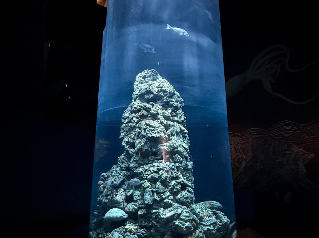 热那亚水族馆-热那亚必去景点
