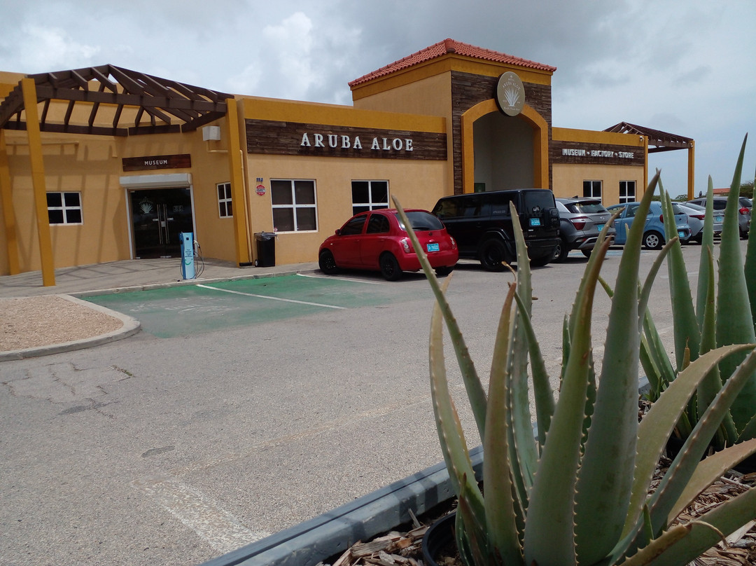 Aruba Aloe Factory, Museum and Store-阿鲁巴岛必去景点