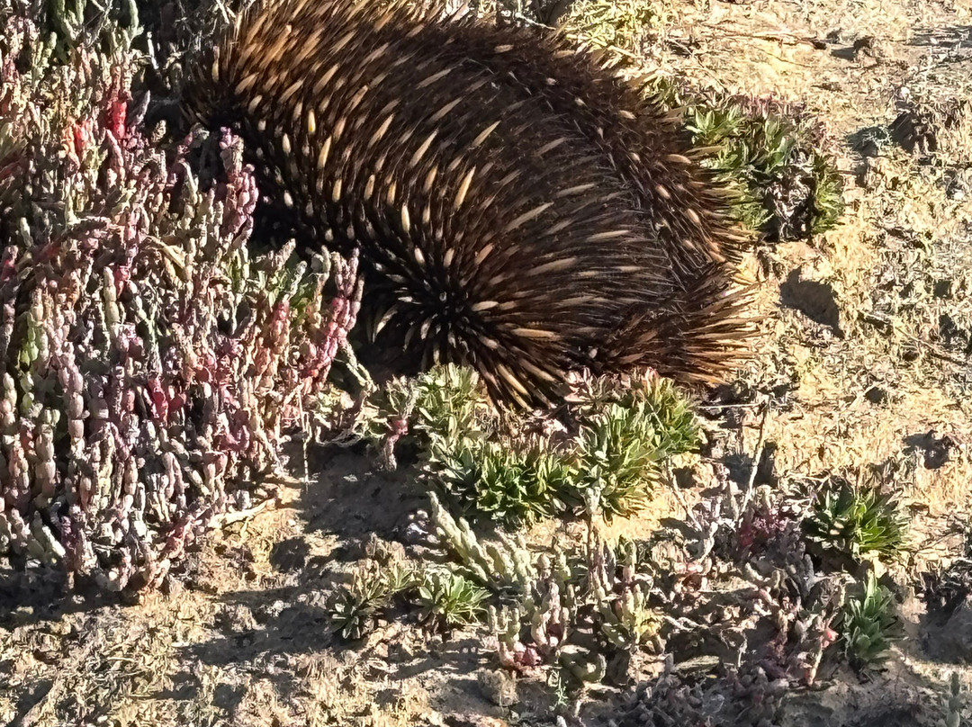 Spirit of the Coorong Cruises-Goolwa必去景点