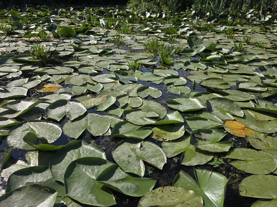 Tours in Delta with John-Crisan必去景点