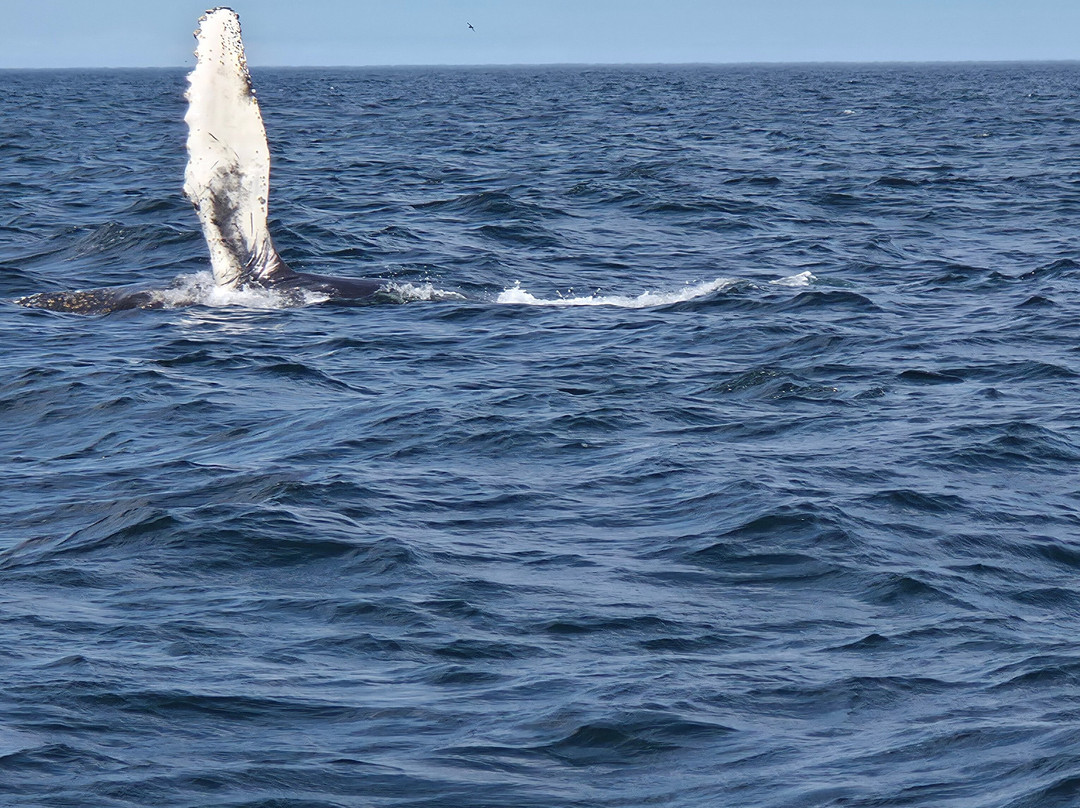 Discovery Sea Adventures-Bonavista必去景点