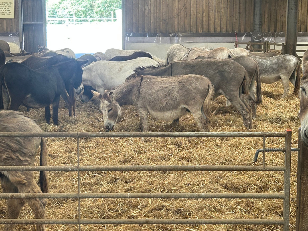 The Flicka Foundation - Donkey Sanctuary-Penryn必去景点