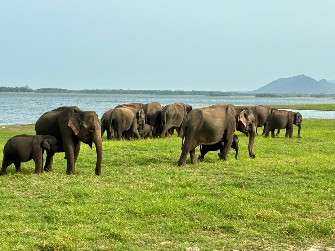 Minneriya Safari Tours-哈巴拉娜必去景点