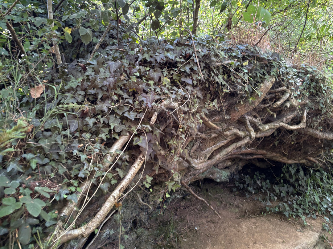 Welsh Wildlife Centre-Cardigan必去景点
