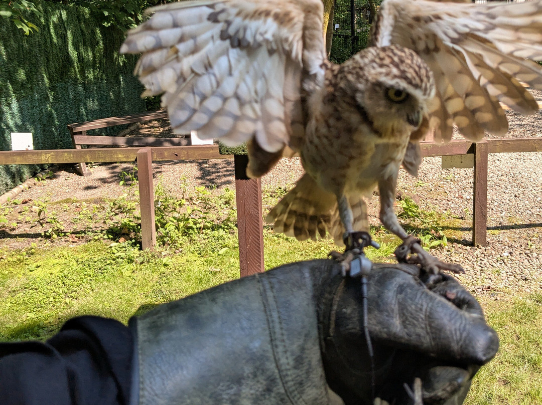 Loch Lomond Bird Of Prey Centre-Balloch必去景点