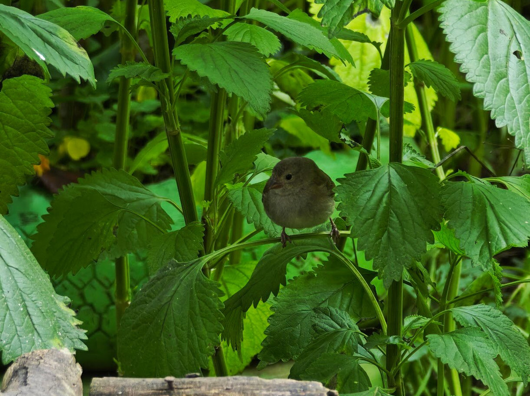 El Refugio De Colibríes
