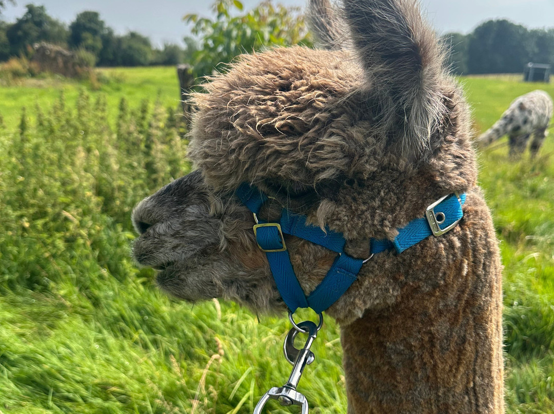Bardsea Alpacas And Llamas-Bardsea必去景点