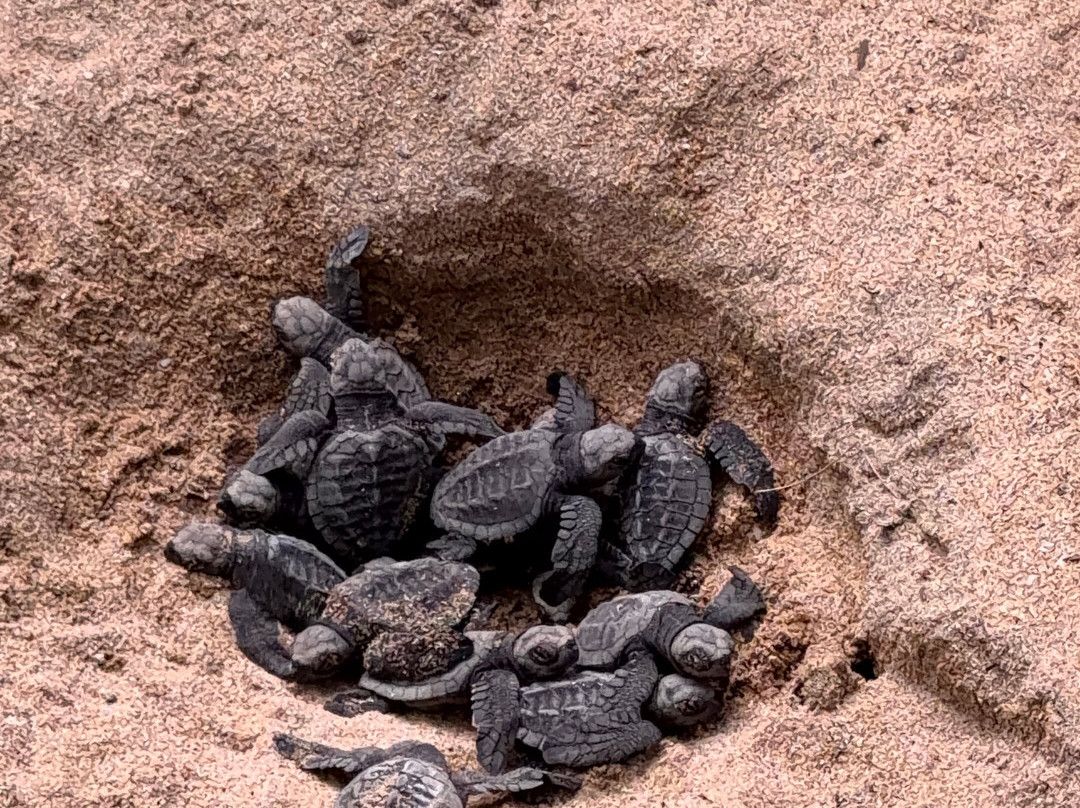 Sea Turtle Farm Galle Mahamodara-加勒必去景点