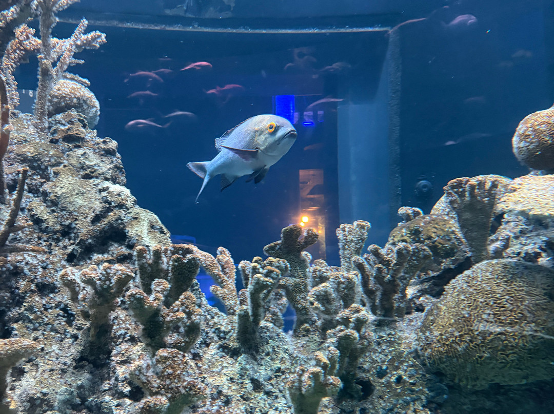 Johnny Morris' Wonders of Wildlife National Museum and Aquarium-斯普林菲尔德必去景点