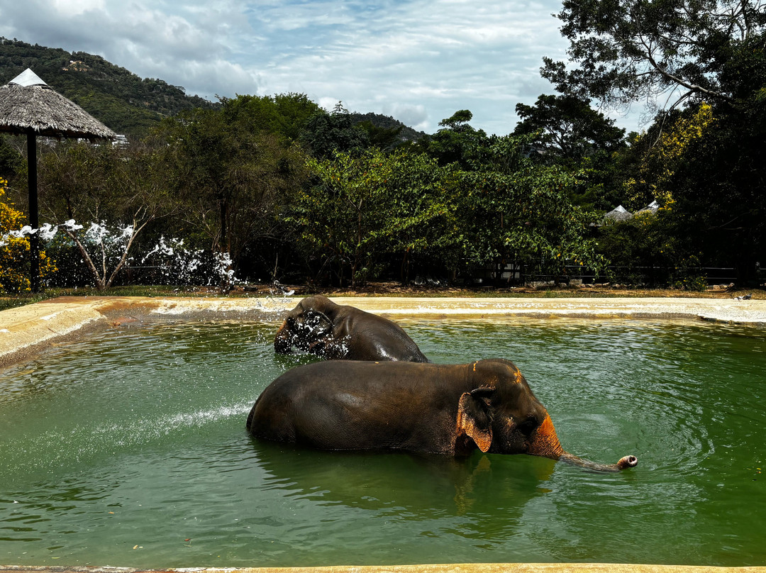 Samui Elephant Sanctuary-波普特必去景点