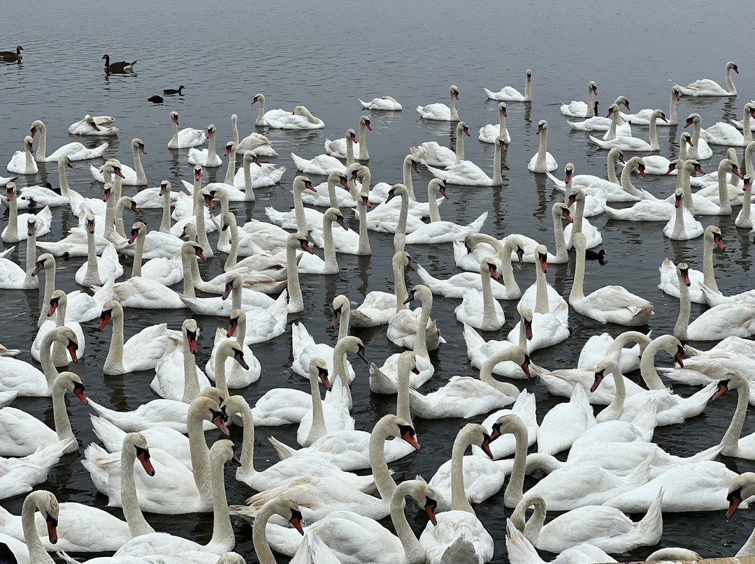 Abbotsbury Swannery-Abbotsbury必去景点