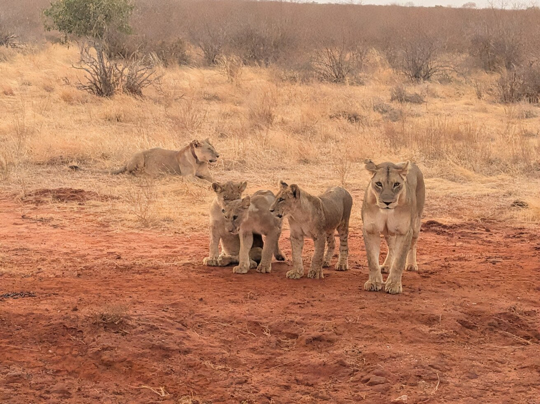 Safari In Kenya Con Samba-瓦塔木必去景点