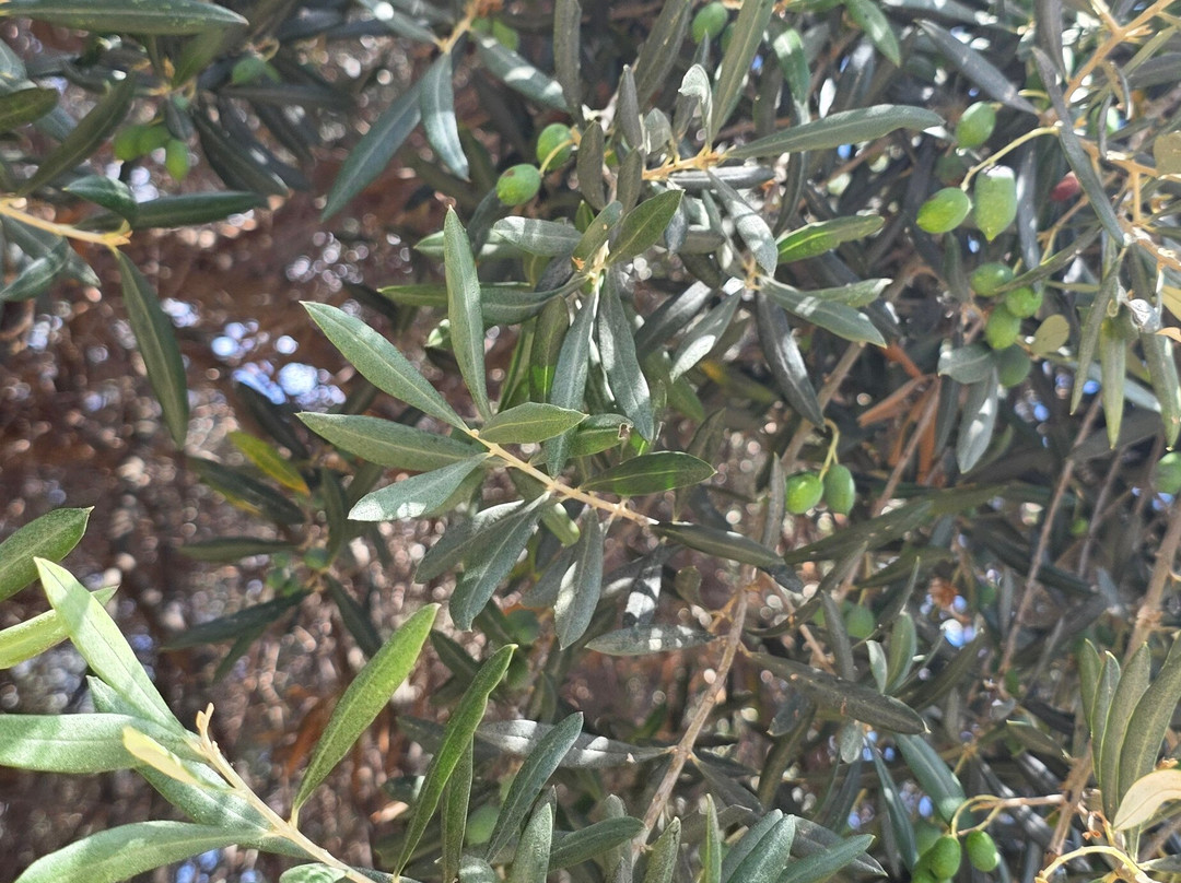 The Monumental Olive Tree of Vouves-Vouves必去景点
