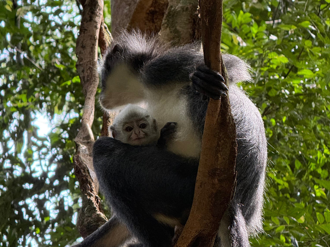 Bukit Lawang Travel-武吉拉旺必去景点